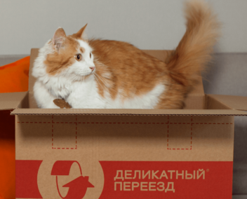 Кот в коробке