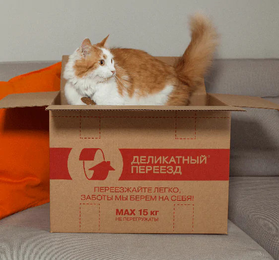 Кот в коробке